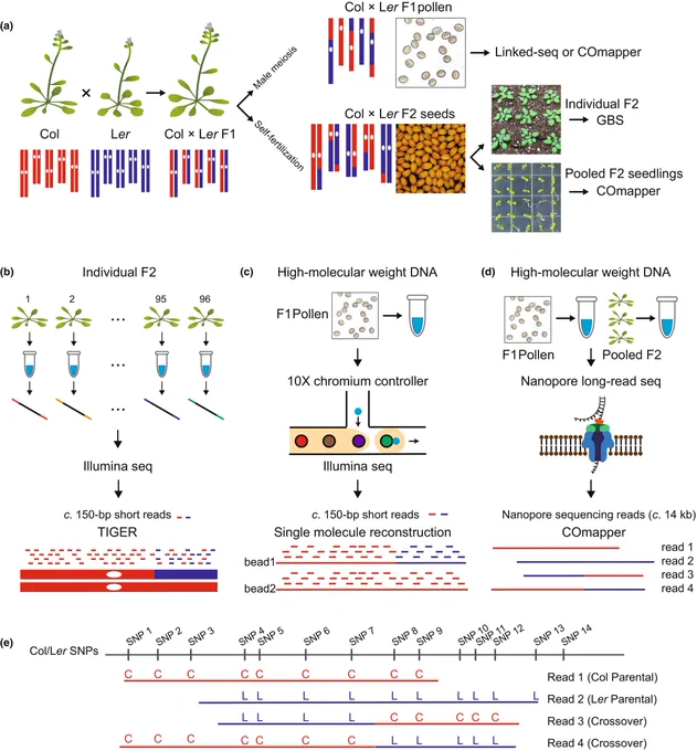Genome-wide mapping of crossovers using long-read nanopore sequencing. 