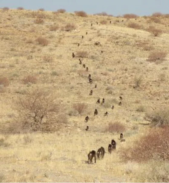 An overhead shot of a dry desert-like land with a group of baboons travelling together in a line