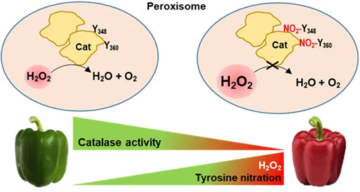 A proposed model summarizes that the activity of the pepper homodimer catalase (Cat) is down-regulated during fruit ripening.