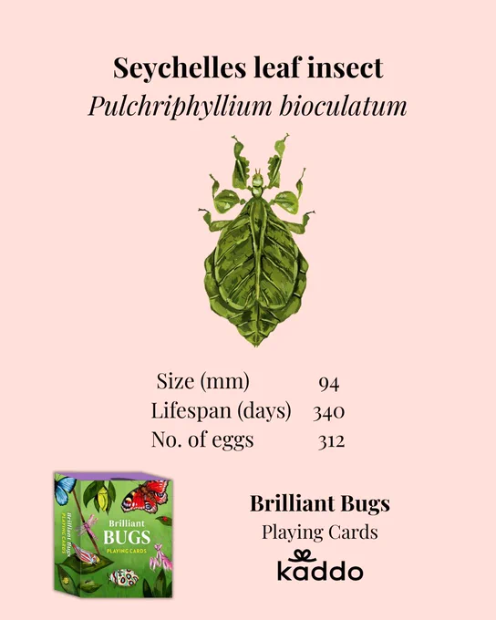 Brilliant Bugs playing cards - Card featuring a Seychelles leaf insect