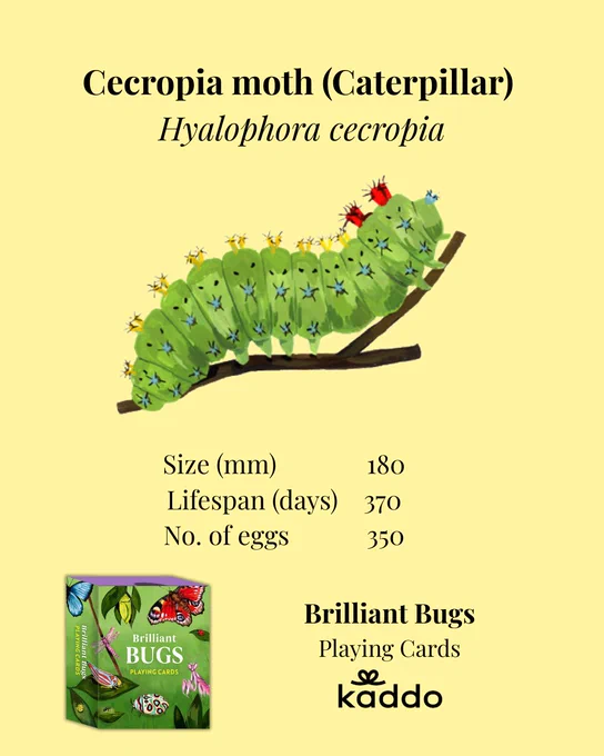 Brilliant Bugs playing cards - Card featuring a Cecropia moth caterpillar
