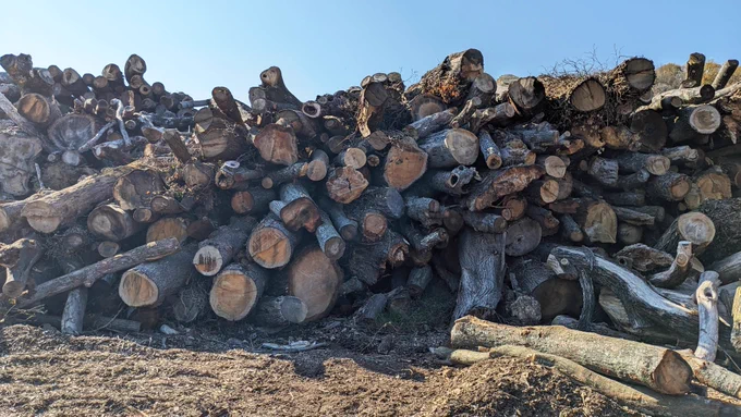 Wood debris ready for burial during an earlier wood vaulting project. Image credit: Ning Zeng. 