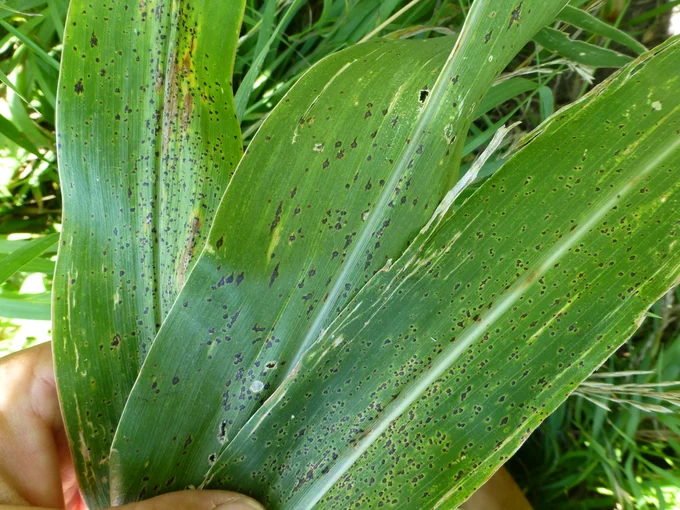 Tar spot on a several corn leaves. 