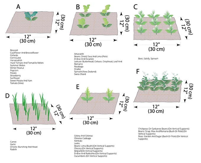 These are a few examples of plant-spacing diagrams. Use them to grow a garden with a layout grid system. You'll find grids that space most common vegetables grown at home, at the link.🔗 Estimate the total number of plants you'll grow based on the yield per plant, found at our Vegetables Plant Guide, and follow the directions to plant and grow a garden using a layout grid.🌿 Copyright ©2019, 2025 by Dolezal & Associates. All Rights Reserved. grownbyyou.com 