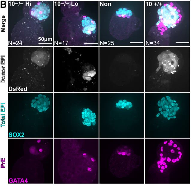 Figure 2 (B) Representative maximum intensity projections of confocal z-stacks for chimeras injected with ten Fgf4−/− ESCs showing high (Hi; n=24) or low (Lo; n=17) donor contribution, non-injected embryos (n=25) and ten Fgf4 /  ESC-injected chimeras (n=34).