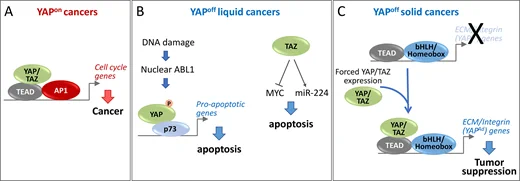 Mechanisms underlying distinct YAP/TAZ function in YAPon and YAPoff cancers.