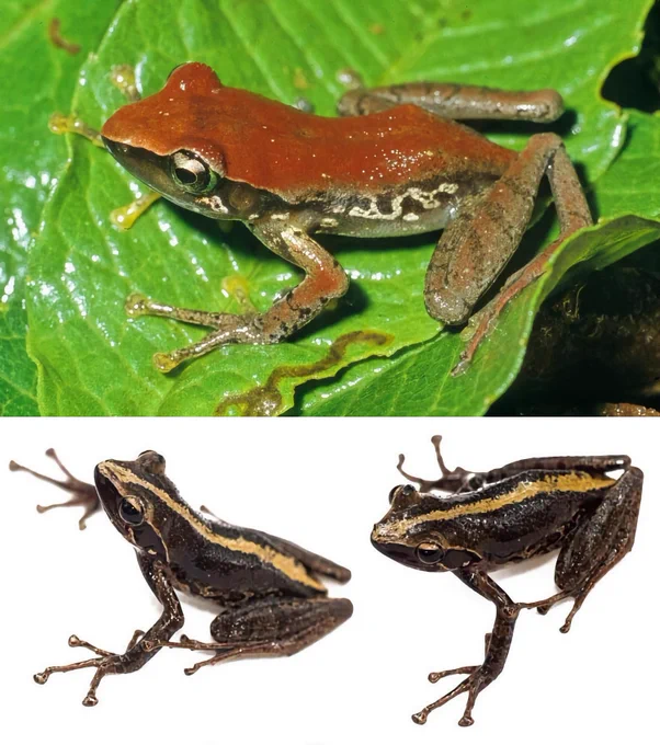 Hutter, C.R., Andriampenomanana, Z.F., Basham, E.W., Glaw, F., Masotti, M.D., Lambert, S.M. & Vences, M. (2025) A new species of mantellid frog of the genus 𝐺𝑢𝑖𝑏𝑒𝑚𝑎𝑛𝑡𝑖𝑠 from south-eastern Madagascar. Zootaxa, 5647 (3), 260–274. https://doi.org/10.11646/zootaxa.5647.3.3