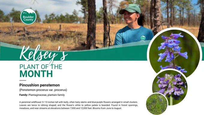 Graphic titled “Kelsey’s Plant of the Month” from Boulder County Parks & Open Space. Features pincushion penstemon (Penstemon procerus var. procerus), a perennial wildflower with clusters of blue-purple tubular flowers. Includes three close-up photos of the plant and a photo of a woman in a teal shirt and cap smiling in a forest setting. Text describes the plant's habitat, elevation range (7,000–12,000 feet), and bloom time (June to August).