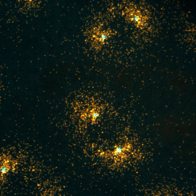 In this light microscopy image of dividing cells within a Drosophila embryo, multiple centrosomes are labeled in cyan. Each centrosome is surrounded by a concentration of orange fluorescent dots, showing the localization of a model mRNA via single molecule detection.