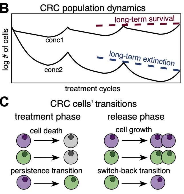 On top is an illustration of cell population dynamics across treatment-release cycles. Treatment cycles are shown on the x axis, the log # of cells on the y axis, and two lines for conc 1 and conc 2. Conc 1 has a red dashed line labeled long-term survival and conc 2 has a blue dashed line labeled long-term extinction. The plot depicts how, for fixed durations of treatment and release, the model generates distinct trajectories for different drug concentrations. Below is an illustration of the key cellular transitions considered in the model. Susceptible, purple, and persister, green, cells can either proliferate, die, or transition to the other phenotype. On the left, labeled treatment phase, cell death is shown as a purple and a green cell changing to gray, while persistence transition is shown as a purple cell changing to green. On the right, labeled release phase, cell growth is shown as one cell turning into two, while switch-back transition shows a green cell changing to purple. 