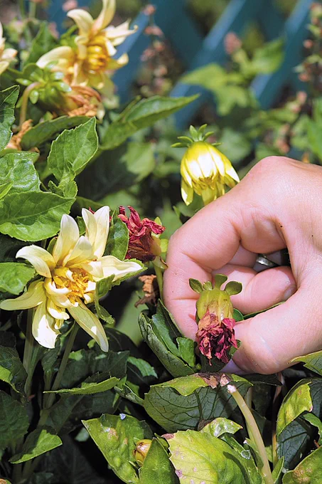 Deadheading is a form of pinch-pruning that removes the fading flower head from a plant to encourage renewed bud formation and new flowers to open. It forces the plant to skip ripening seed and start again with a new bloom. Our experts demonstrate this quick and easy way to keep your plants flowering, at the link.🔗 Copyright ©2004 by Dolezal & Associates. All Rights Reserved. grownbyyou.com 