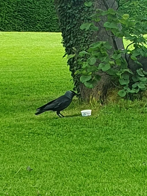 Black jackdaw with an empty cream pot