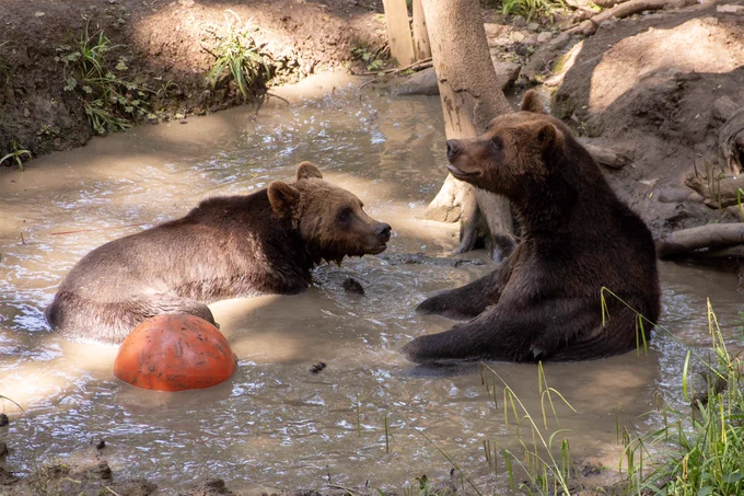 Two bears having a bath in a pond
