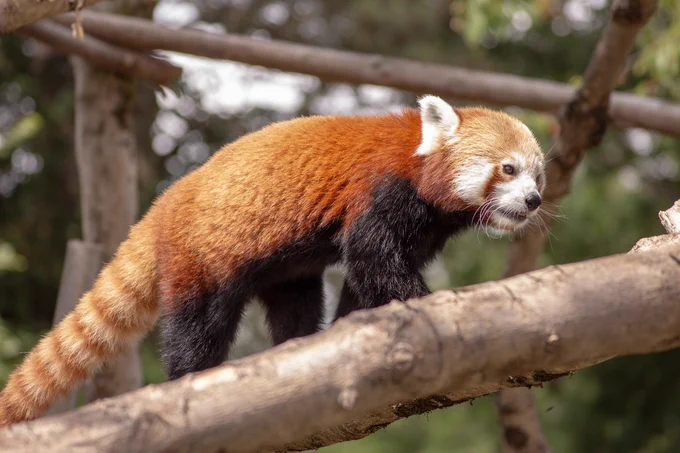 Red panda