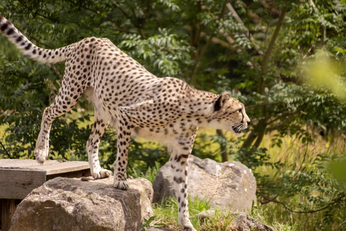 Cheetah