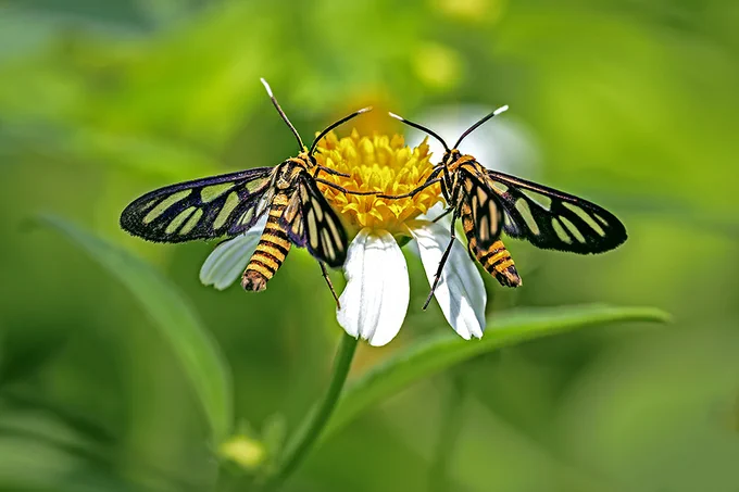 Two clearwing moths on a flower (c) Faith Melencio 2018