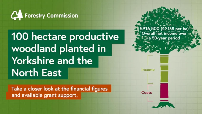Drawing of a tree with the words 100 hectare productive woodland planted in Yorkshire and the North East. Take a closer look at the financial figures and available grant support.