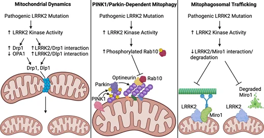Impact of LRRK2 on mitochondrial dynamics and quality control.