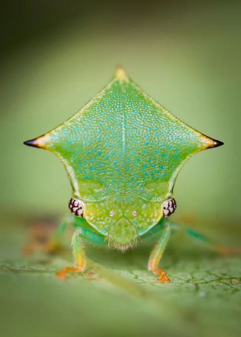 Treehopper (Ceresa sp.) (c) Martin Taylor