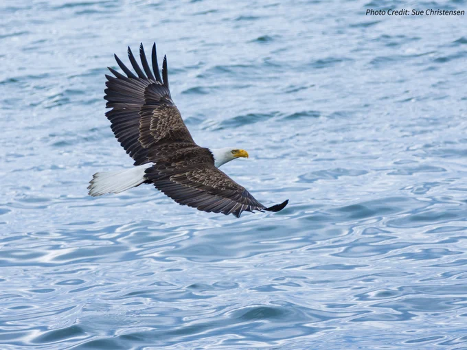 A bald eagle flies over the water