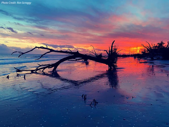 A bright pink and orange sunrise over a beach with fallen trees crossing into the water.