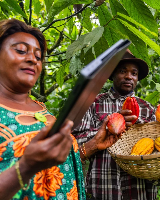 Two people stood under the green, leafy trees. The both hold cacao pods in one hand, while the person on the left holds a tablet computer in the other, and the person on the right holds a basket containing more pods.