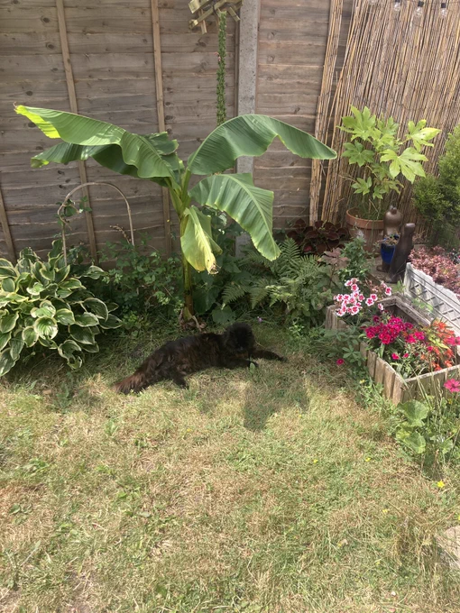 A cat under a banana plant.