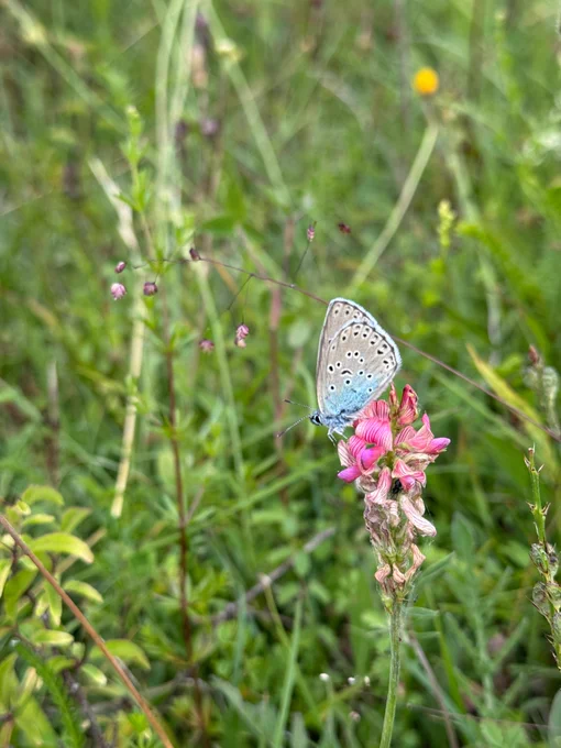 Large blue butterfly perched on a pink orchid in a green meadow in Denmark