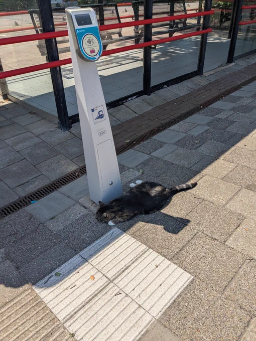 Stationskat Stavoren 