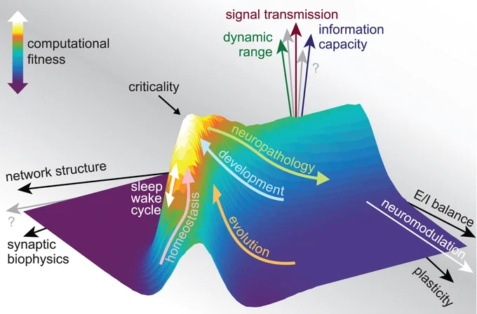 Criticality: A high point in the computational fitness landscape