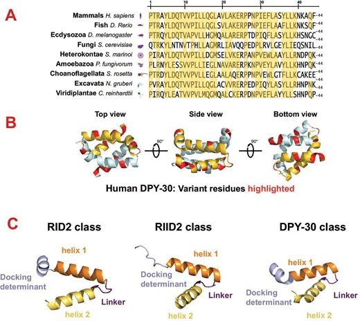 Conservation of the DPY-30 docking and dimerization domain.