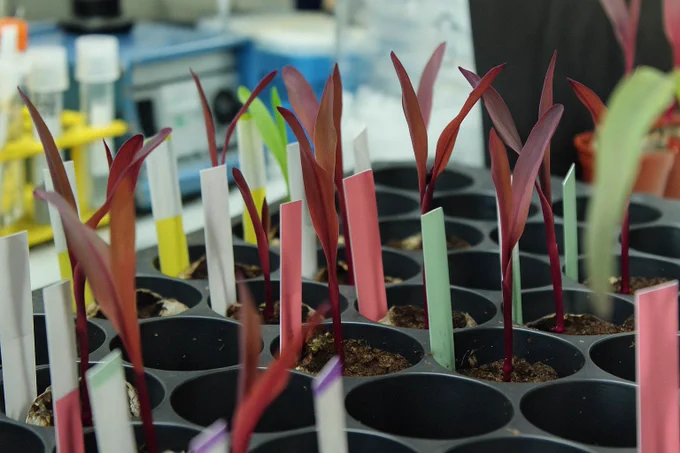 Maize seedlings expressing RUBY
