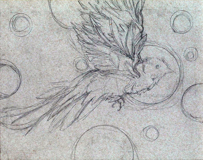 Progress sketch of a quetzal in a starscape. Artist’s watermark reads www.chpearce.net