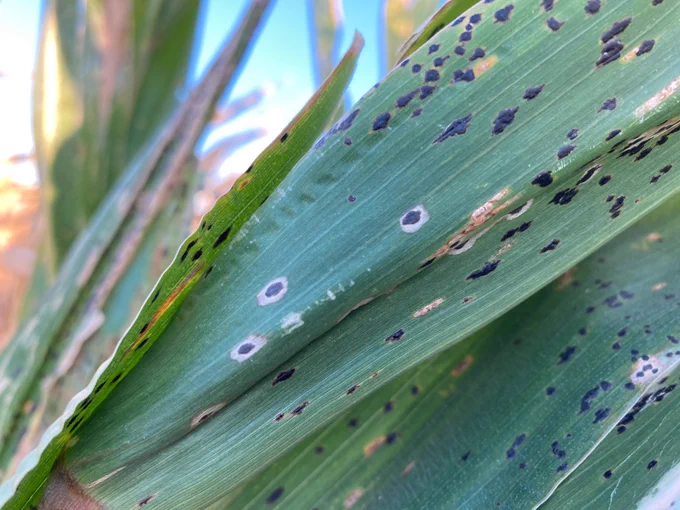 Tar spot on corn leaf.