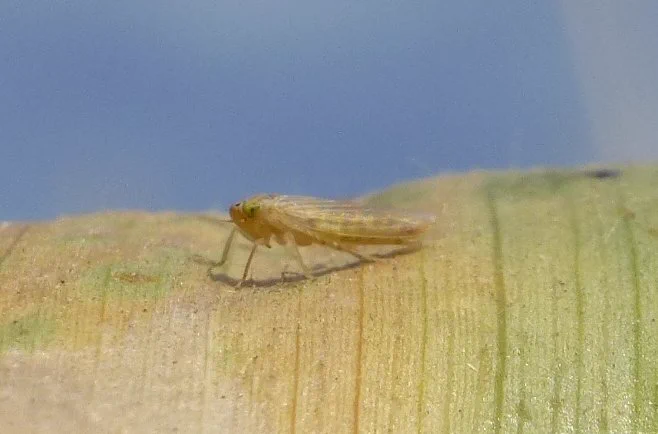 Corn leafhopper on corn leaf. 