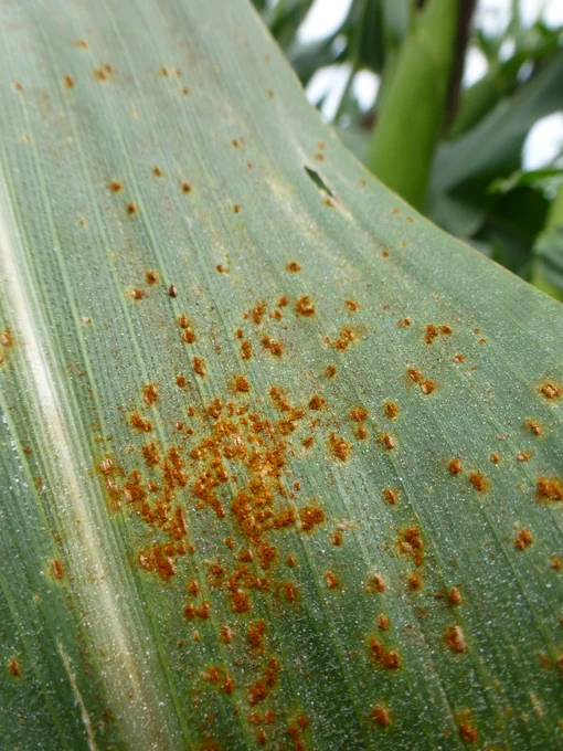 Orange southern rust pustules on corn leaf. 