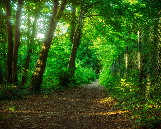 Walk down a familiar path bathed in the tranquil glow of evening sun and dappled light filtering through lush green leaves. It's a moment of peaceful escape where nature puts on a golden show.
The fence wears leafy suit, Dappled light is its disco, Path goes giggle-skip.