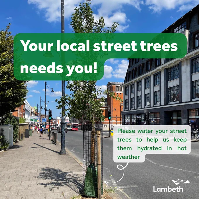 Your local street tree needs you! With a photo of a street tree