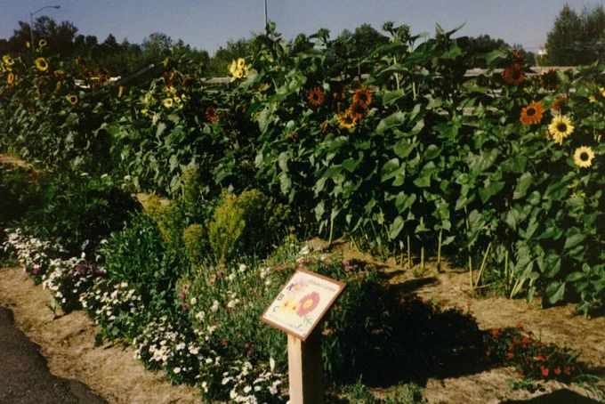 A historic image of a flower garden