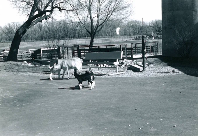 A historic black and white photo of cows at The Farm