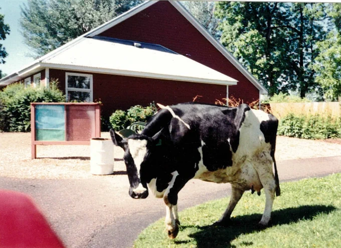 A historic image of a cow at the Farm