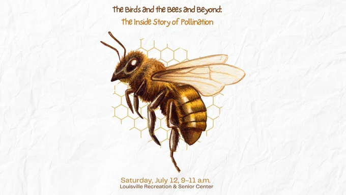 Event poster featuring a large, detailed illustration of a honeybee in the center, with a faint honeycomb pattern behind it. The background is textured white, resembling crumpled paper. At the top, the title is written in playful brown and orange fonts: “The Birds and the Bees and Beyond: The Inside Story of Pollination” At the bottom, orange and brown text provides event details: “Saturday, July 12, 9–11 a.m. Louisville Recreation & Senior Center”.