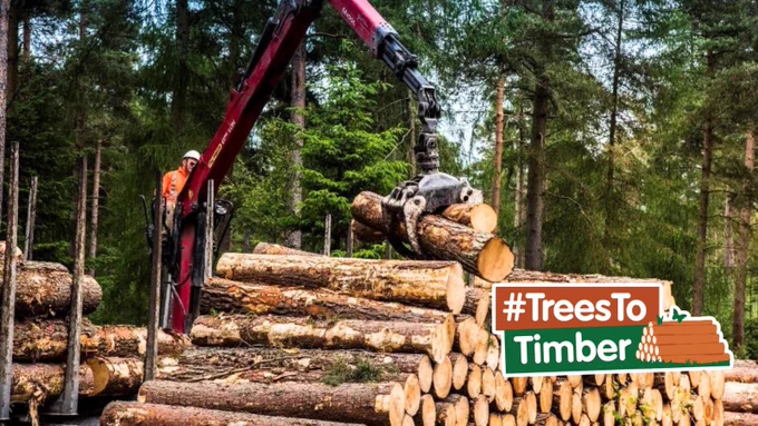 Timber harvester in a forest and timber stack