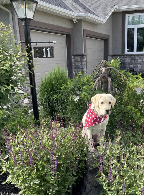 A yellow Labrador Retriever puppy wears a red Canada Day bandana with white maple leaves, sitting on a garden rock surrounded by tall purple flowers and greenery in front of a suburban home.