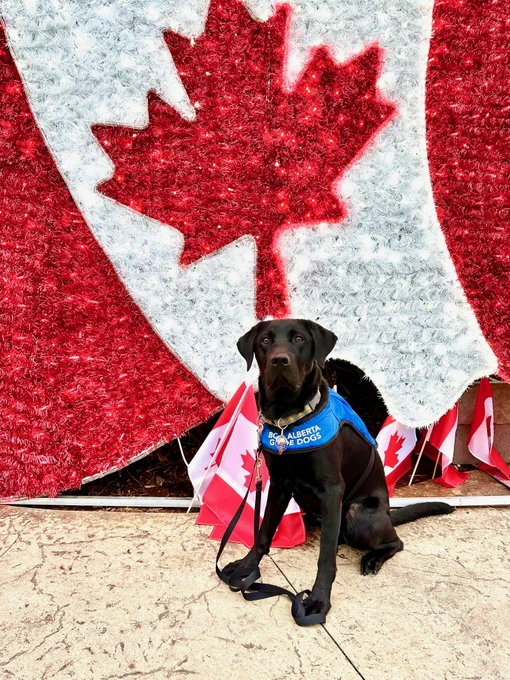A young black Labrador Retriever puppy wearing a BC & Alberta Guide Dogs blue vest sits proudly in front of a sparkling red and white Canada flag display, surrounded by small Canadian flags.