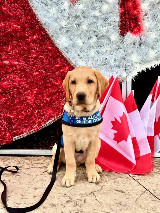 A yellow Labrador Retriever puppy, also in a BC & Alberta Guide Dogs vest, sits sweetly in front of the same sparkly Canada flag backdrop with a few Canadian flags around their paws.