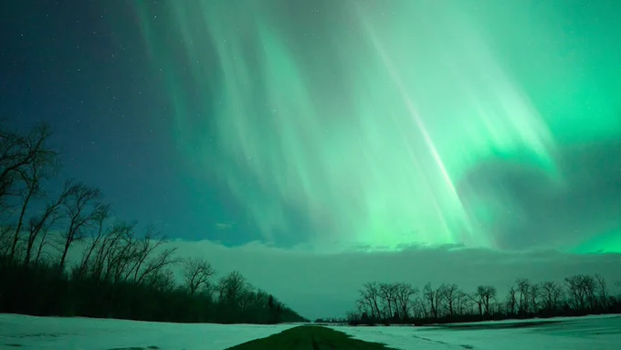 Green aurora borealis lights streak across a night sky over a snowy landscape with bare trees silhouetted along the horizon.