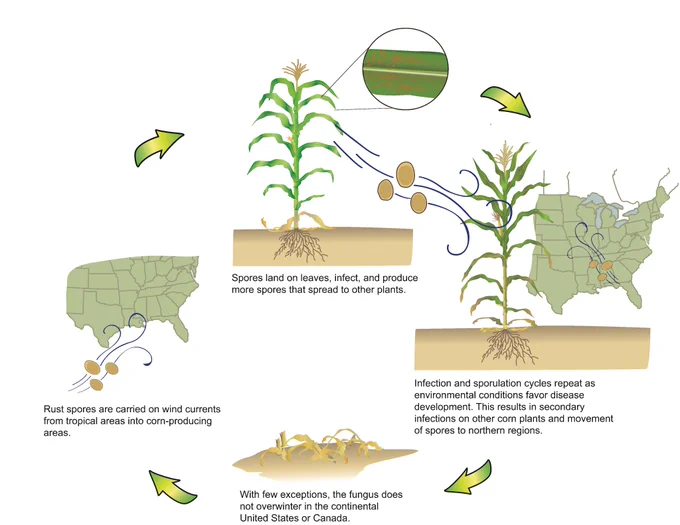 Southern rust life cycle illustration. 