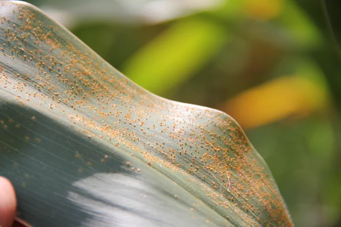 Orange southern rust spores and pustules on corn leaf. 