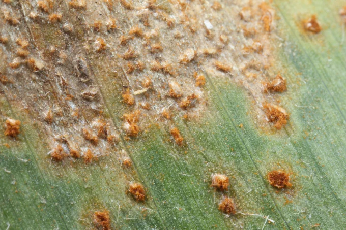 Orange southern rust spores and pustules on corn leaf. 